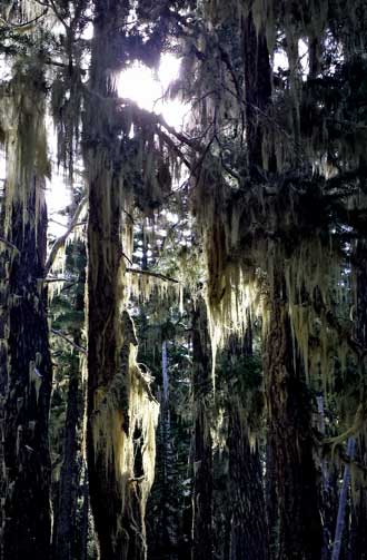 Sun through the moss on the trees