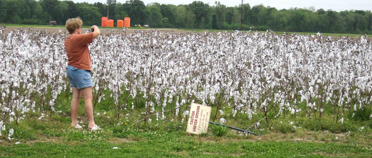 Frogmore+cotton+plantation