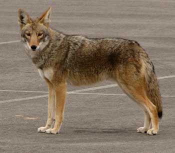 Coyote in the parking lot