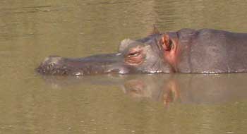 Resting Hippo
