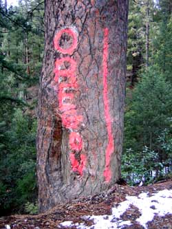 Oregon side of the Ponderosa Pine