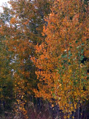 Fall Aspen Colors