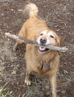 Throw anything, even a stick and I'll go get it for you.
