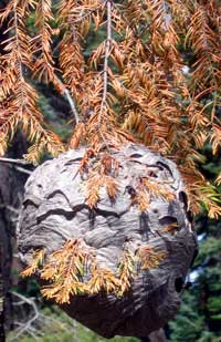 Wasp nest the size of a volleyball