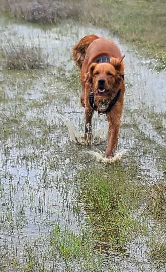 Abby finds all the puddles