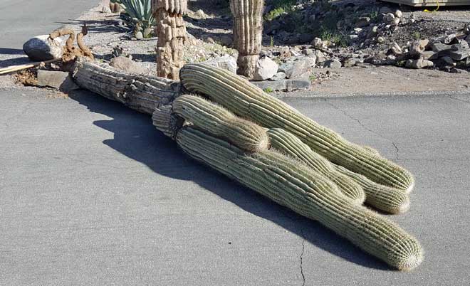 A park Saguaro hits the pavement