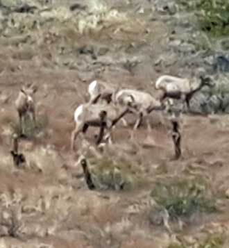 Big Horn Sheep found on our drive