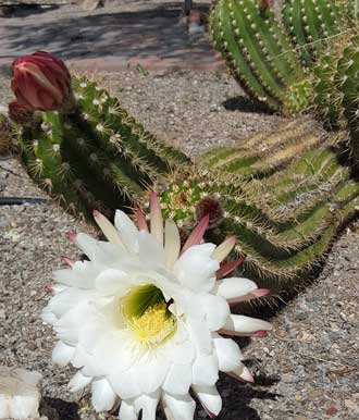 Low ground cactus
