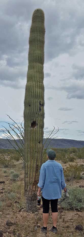 A lonely Saguaro