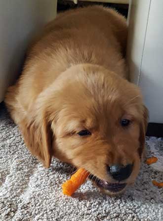 Introducing a new chew