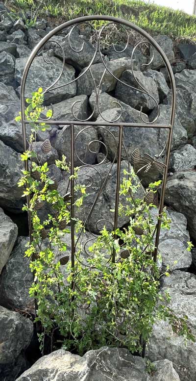 Trellis for the wild rose