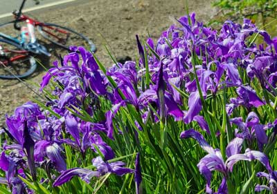 Wild Iris alongside my route