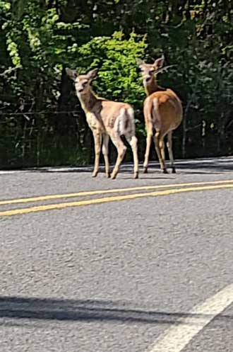 Deer in the road