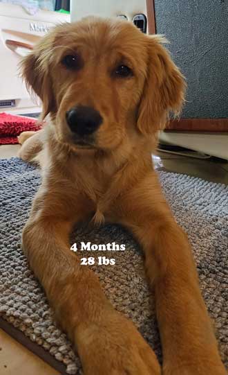 Abby at 4 months