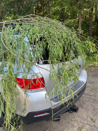 Trimming our Willow tree to fit the fifthwheel and awning