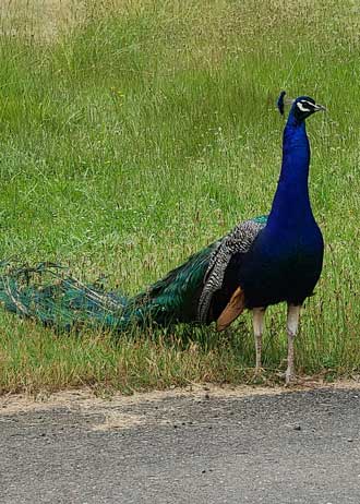Mildred Kanipe Memorial Park has lots of roaming Peacocks
