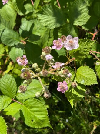 Himalayan Blackberry