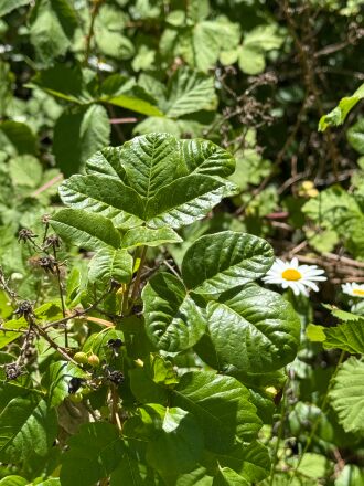 Pacific Poison Oak