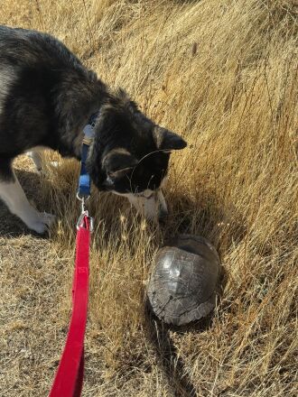 Dave found a turtle