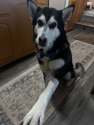 Dad: Get up and get my dinner!