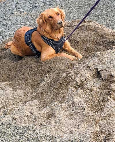 Abby's personal sand pile?