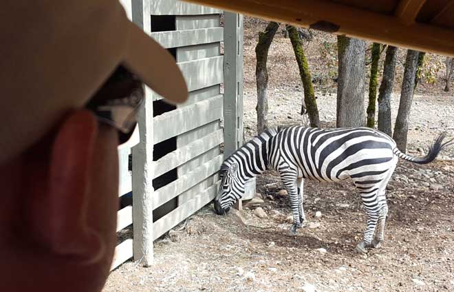 Finally get to see a Zebra