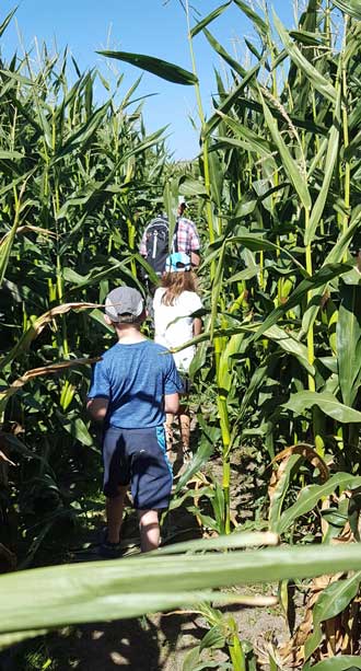 Getting lost in the corn maze