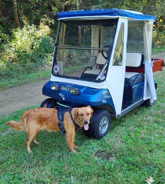 Abby likes the golf cart