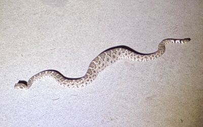 This is the sixth Diamondback I've relocated.