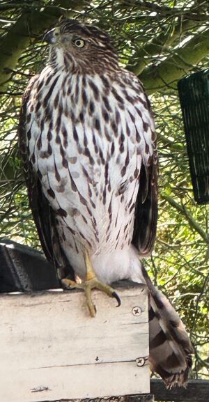 Coopers Hawk visiting our birdfeeder