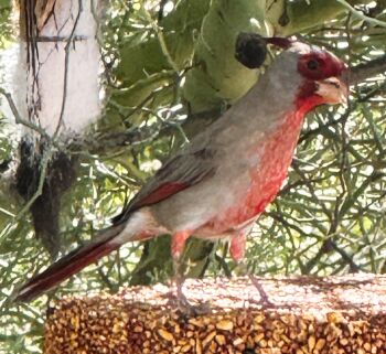 Desert Cardinal at our birdfeeder