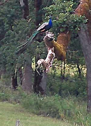 A Peacock perched in a tree as I passed Mildred Kanipe Park