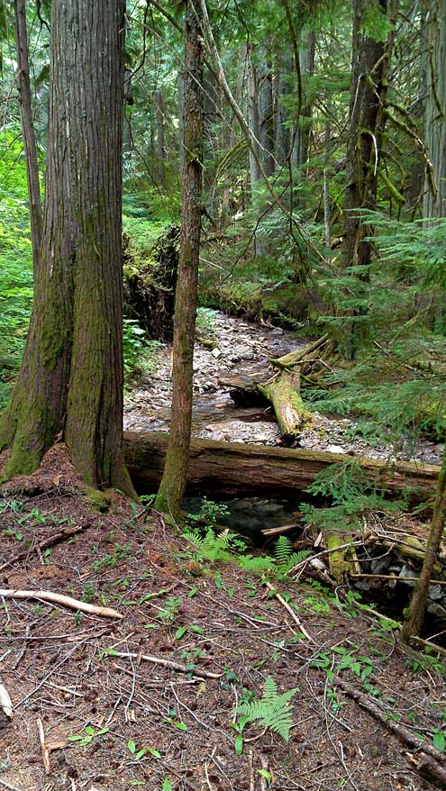 North Cascade National Park creek