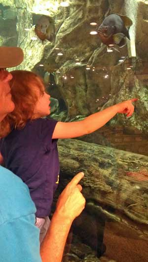 Chloe is exploring the aquarium at Cabella's