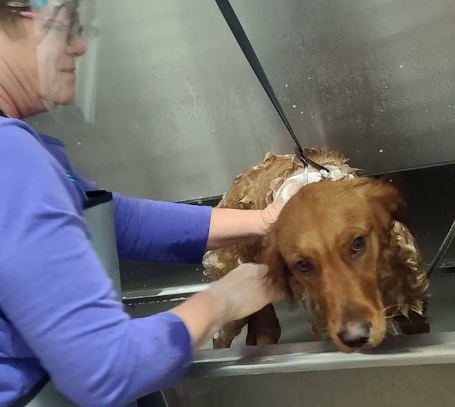 A bath for a stinky dog
