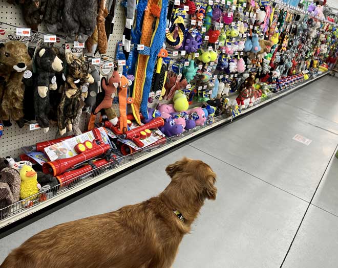 Abby at Pet Mart Toy isle