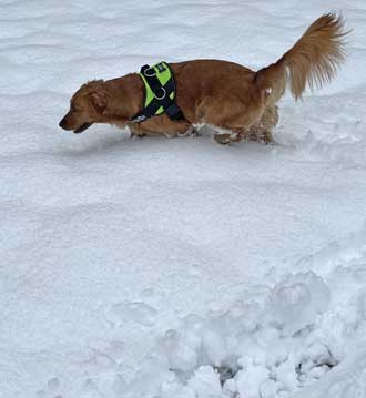 Abby enjoys the snow