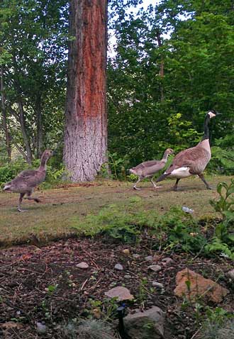 Canadian Geese from our restaurant window, vegitable fritata with a strong kale flavor