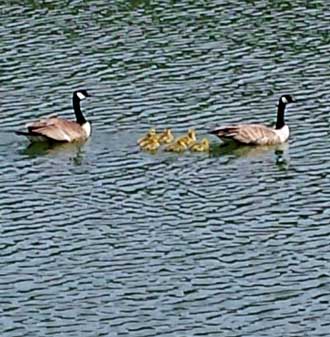 Canada Geese in the reservoir, Behind: experimenting with my trekking poles