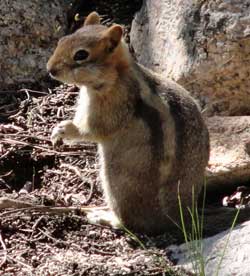 It didn't take long for this chipmunk to find Merle's snacks, Behind: campsite at Woods Creek