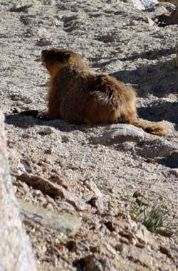 This Marmot delayed my hiking, Behind: Katchan welcomes me to Bishop Pass summit