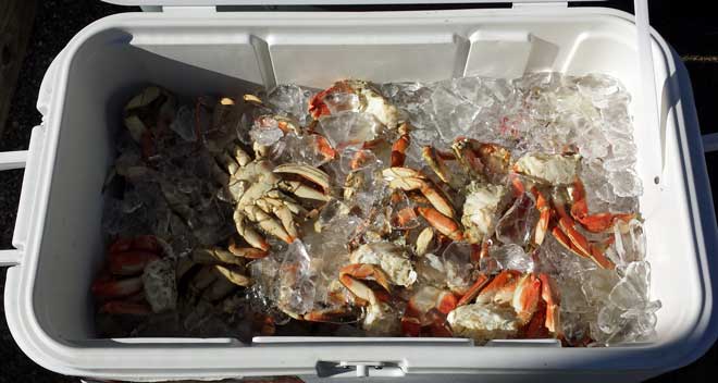Crab kept on ice for 24 hours, Behind: too busy to talk