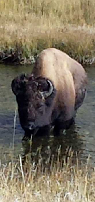 Bison coming our way through the Firehole River, Behind: Yellowstone meadow