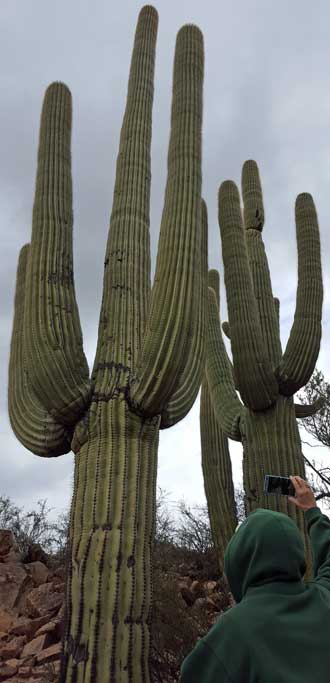 Gwen photographs one of the majestic Saguaros