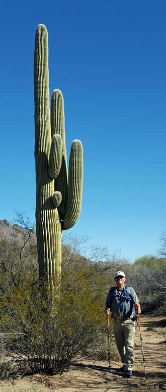 The "Douglas Fir" of the Sonoran Desert
