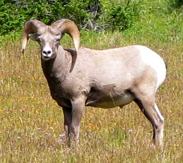 Yes, this is a live Big Horn Sheep
