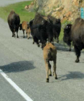 Wood Bison in the road