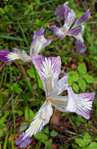One of the many Rogue wild Iris blooms along the trail