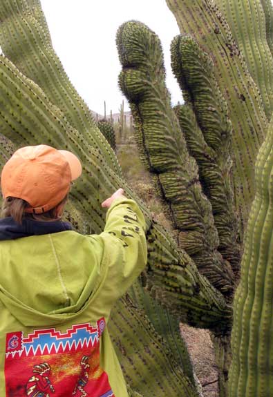 Gwen is pointing to a strange growth pattern in a large Organ Pipe Cactus