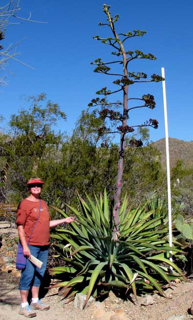 Gwen next to a blooming Agave